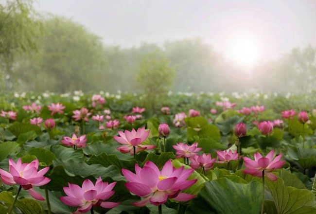 Hoa sen ở Tainan