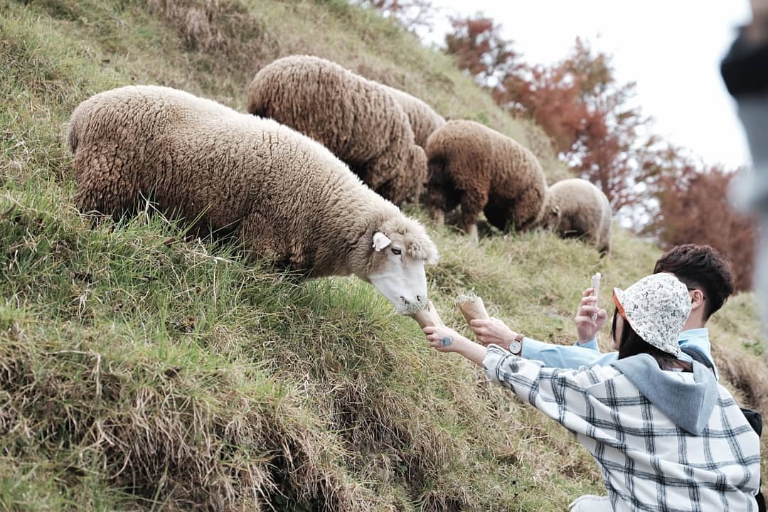 Chho những chú cừu đáng yêu ăn